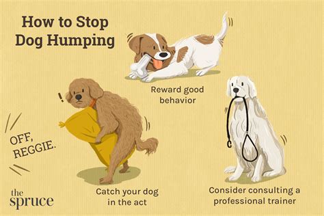 dog hump toy|Dog Humping: Why It Happens & How to Stop It .